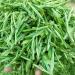 Huoshan Huangya 50g New tea leaves Loose tea Yuqian Yellow Tea high mountain Spring tea - Buy Online on GoSupps.com