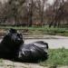 Black Construction Garbage Bags 26"x36" - 2 mil 30pc - Buy Online on GoSupps.com