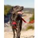 Joytale Reflective Dog Harness for Large Dogs - Adjustable & Padded with Control Handle Red XL (1 Pack) - Buy Online on GoSupps.com