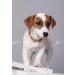 Top Quality Bernstein Collar for Dogs & Cats - 20cm to 70cm - Amber Chain with Tick Protection - Buy Now on Amazon - Buy Online on GoSupps.com