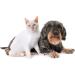 Cat UTI Food - Advanced Urinary Health Complex for Dogs & Cats | 90 Cranberry Treats - Bladder Support - Buy Online on GoSupps.com