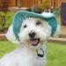 Folpus Outdoor Hat for Dogs - Breathable Summer Cap for Small to Large Breeds - Stylish & Comfortable Pet Sun Hat in L Green - Buy Online on GoSupps.com