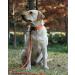 Shop LynxKing Tow Lines for Dogs - Durable Dog Leash for Small to Large Breeds - Red with Carabiner Hook 1.3cm x 180cm - Buy Online on GoSupps.com