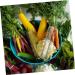 VANZACK 2pcs Vegetable Shaping Mold Fruit Vegetable Molds for Garden Vegetable Forming Mould Melon Cucumber - Buy Online on GoSupps.com