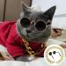 Retro Cat Sunglasses with Rose Gold Chain - UV Protection Small Cat Glasses for Photos & Pet Decor - Buy Online on GoSupps.com