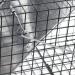 OxGord Live Animal Trap 24x7x7 - Humane Rodent Cage for Rabbits, Cats, Squirrels, Raccoons, Moles, Gophers, Chickens, Opossums - Buy Online on GoSupps.com