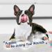 Feulover Bitter Apple Spray for Dogs Stop Chewing, Licking, and Biting No Chew Spray for Furniture Protection Behavior Correction for Dogs & Cats - Buy Online on GoSupps.com