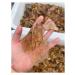 Natural Baltic Amber Loose Gemstone Rough Raw Stone Natural Resin Specimens Decoration (Size : 50g)