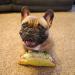 Doggijuana Dog Toy and Juananip Refill Bundle - Catnip Toy with Organic Refill Bottle - Buy Online on GoSupps.com
