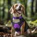 Buy Joytale Reflective Dog Collar for Large Dogs - Purple L (Pack of 1) | International Shipping Available - Buy Online on GoSupps.com