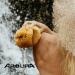 AROURA Natural Sea Wool Sponge | Shower & Bath Sponge | Natural Loofah | Sea Sponge for Body Care | Sea Sponge for Facial Cleansing & Body Washing | Natural Sponge Size 2 - (8-9 CM) - Buy Online on GoSupps.com