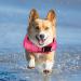 Fragralley Dog Life Jacket Shark Vest | Adjustable Ripstop Safety Vest for Dogs | Superior Buoyancy & Rescue Handle | Small Medium Large Dogs | Swim, Pool, Beach, Boating | XS Pink-Wave Shark - Buy Online on GoSupps.com