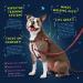 2 Hounds Design Freedom No-Pull Dog Harness for Easy Walking | Adjustable & Gentle Control | Made in USA | Red | Large (Chest 28-32) - Buy Online on GoSupps.com