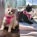 Buy Fayogoo Reflective Pink Cat Dishes - XL Leak-Proof & Breathable with Leash Control | International Shipping - Buy Online on GoSupps.com