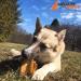 Loyalty Dog Treats Pig Ears (Pack of 25) + Beef Bully Sticks (Pack of 10) | Natural Single Ingredient Dehydrated Dog Chews Dog Treats + Dental Chew 6 inch 25 Pack - Buy Online on GoSupps.com
