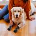 Ranypet Indoor Anti-Slip Socks for Dogs | Soft Adjustable Paw Protection with Traction Control | Ideal for Old Dogs on Hardwood Floors - 3 Pairs M Size Pf tchen Pattern - Buy Online on GoSupps.com