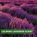 KitaMa Lavender Massage Oil - 250ml Aroma Body & Care Oil for Nourishing Relaxation - International Shipping - Buy Online on GoSupps.com