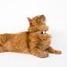 Lucybalu Premium Airtag Katzenhalsband | Tear-Resistant Nylon Collar for Cats | Apple Airtag Compatible | Durable Cat Tracker | Anthracite Design - Buy Online on GoSupps.com