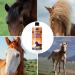 Mane Shampoo Mane and Tail Shampoo 500ml Natural Mane and Tail Detangler ShampooHorse Grooming Supplies Coat Cleaner for Cleaning and Conditioning Body Wash - Buy Online on GoSupps.com