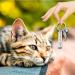 Cobee Cat Memorial Gift Keychain Loss of Pet Key Chain Pet Loss Sympathy Gifts for Cat Pet Lover Women Men - Buy Online on GoSupps.com