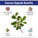 60 Cascara Sagrada Capsules 450mg by Natural Systems - Vegan, Non-GMO, Non-Gluten - Herbal Constipation Relief and Laxative Support - Buy Online on GoSupps.com