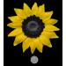 1 x Edible 3D Extra Large Sunflower Flowers icing toppers cake cupcakes decorations (Yellow) - Buy Online on GoSupps.com
