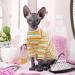 Hairless Cat Cotton T-Shirt | Breathable Striped Vest for Sphynx Cornish Rex & Devon Rex | Soft & Skin-Friendly Pet Pajama Jumpsuit (L 7.7-8.8lbs) - Summer Clothing for Cats - Buy Online on GoSupps.com