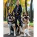 Onisall Dog Leash for Large & Medium Dogs - 3M Adjustable Nylon Reflective 200kg Strength - Ideal for Safe Walks - Buy Online on GoSupps.com