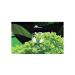 Premium Mint Tea Bags | 40 Herbal Detox Infusion | | Caffeine-Free | Exquisite Classic Taste & Aroma | High in Antioxidants | Perfect for Gifting | 60 g