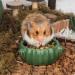 BUCATSTATE Food Bowl for Hamster 2PCS Cactus Drinking Bowl Waterproof Food Dish Ceramic Feeding Bowls for Small Animals Birds Guinea Pig Chipmunk - Buy Online on GoSupps.com
