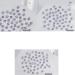 Unique Square Pointed Bottom Rhinestones For Nail Decoration Eye Catching Nail Accessories Square Pointed Bottom Rhinestones champagne Small - Buy Online on GoSupps.com