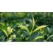 DLIC TEA Milk Jinxuan Oolong 150g ( 5.29oz) Taiwan Alishan High Mountain Oolong Green Oolong  - Buy Online on GoSupps.com