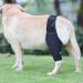 Hip Brace for Dogs - Flexible Hip Brace for Dogs Dog Hip Joint Brace for Torn ACL Patella Luxation Osteoarthritis Limping from Joint Hip Dysplasia Kot-au Black Medium - Buy Online on GoSupps.com