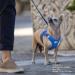 Buy 3XS Red Vest Harness - Air-Mesh with D-Ring Buckle for Pets | International Shipping Available - Buy Online on GoSupps.com