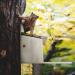 Navaris Squirrel Feeder - Durable Pine Wood House for Outdoors - Metal Roof Feeding Station for Garden Backyard Squirrels - Buy Online on GoSupps.com