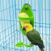 PAULOZYN 2PCS Bird Cuttlebone Stand Holder & Feeding Cup Rack | Birdcage Accessories with Perches | Ideal for Budgies, Parakeets, Cockatiels, Conures | Fruit/Vegetable Storage | Green - Buy Online on GoSupps.com