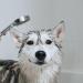 Iv San Bernard Trad Pek Conditioner 250 ml - Nourishing Dog Hair Care for All Breeds | International Shipping Available - Buy Online on GoSupps.com
