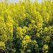 200 Seeds/Packs Plants in potio Yellow Flourishing of The Oil Oil rapeseed Edible rapeseed - Buy Online on GoSupps.com