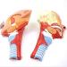 Larynx Anatomical Model Pharyngeal Muscle Pain Model Human Model for Reinforcing The Neck Structure and Function HNO Medicine Split 2 Parts - Buy Online on GoSupps.com