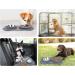 Pecute Slow Feeder Dog Bowl Set with Non-Skid Mat - Stainless Steel Water Bowl for Dogs and Cats - Eco-Friendly Design - 13.5oz Grey Bowl - Buy Online on GoSupps.com
