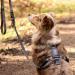 Adjustable STUCH Dog Harness - Padded Nylon for Small Medium & Large Dogs | Lime S - International Shipping Available - Buy Online on GoSupps.com