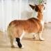 Dog Rear Leg Brace Pet Protective Gear Dog Leg Injury Antilicking Fixed Straps Pet Hind Leg Aid Recovery Straps Dog Knee Brace Spring Support Dog Rear Leg Brace (XL) - Buy Online on GoSupps.com
