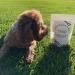 maplepaw Treats Dried Sardines for Dogs and Cats 100% RAW Training Treats with Omega 3 and Calcium for Brain Heart Skin and Coat Health - Buy Online on GoSupps.com