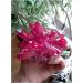 Light Red Crystal Titanium Bismuth Silicon Cluster Rainbows Natural Stones and Minerals - Buy Online on GoSupps.com