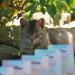 Mjamjam Premium Cat Snack | Delicious Beef Fillet Snack Box (35g) | Natural & Preservative-Free Treats for Cats - International Shipping - Buy Online on GoSupps.com