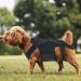 Breathable Dog Back Brace - Pets Back Protector Soft Back Bracers Breathable Back Bracer Helps to Relieve Dogs Spine Problems Black 3 Size Black Large - Buy Online on GoSupps.com