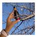 Baobab Oil 1.69 fl.oz / 50 ml Handcrafted 100% Natural Wild harvested Unrefined Cold pressed
