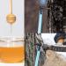 ALLOMN Maple Syrup Tree Tapping Kit 12 Set Maple Tree Extractor Tool Kit with 12 Maple Syrup Taps + 12 Maple Tree Sap Spile Extractor for Maple Syrup Supplies Winter Spring - Buy Online on GoSupps.com