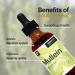 Mullein Leaf Liquid Extract - Lung Cleanse & Immune Support Tincture - 45-Day Supply, 2 fl oz - Buy Online on GoSupps.com