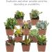 Altman Plants 20 Pack Assorted Live Succulent Plants in Cacti and Succulent Soil Mix - Buy Online on GoSupps.com
